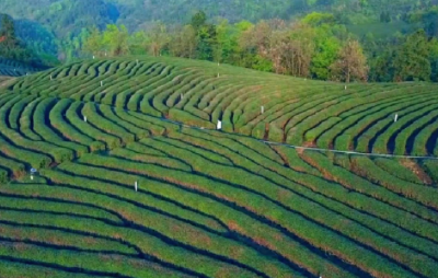 开幕倒计时！竹溪县2023年茶文化旅游节24日举行