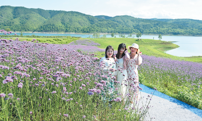 紫色花海醉游人