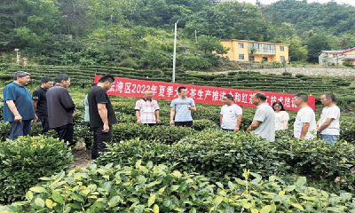 张湾区：强化专业培训 提升茶叶品质