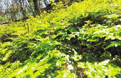 深山成靠山！竹溪一地发展中药材种植促进居民增收