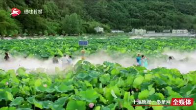 映日荷花别样红！黄龙镇回龙村朵朵荷花竞开放