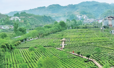 山水车城 宜居十堰 | 秋日茶园风光美