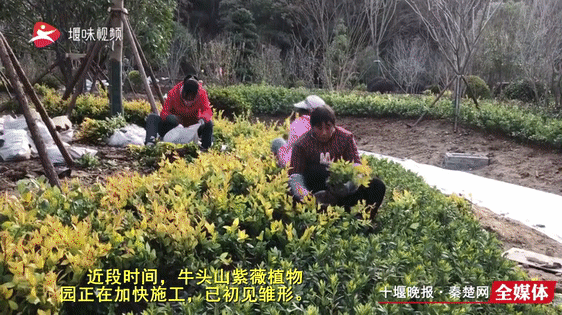 树龄超500年！牛头山森林公园在建紫薇园计划元旦试开放！
