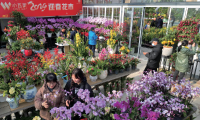 幸福张湾 花开十堰