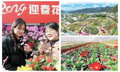 “花经济”赋能乡村振兴——张湾区发展花卉产业助农增收致富纪略