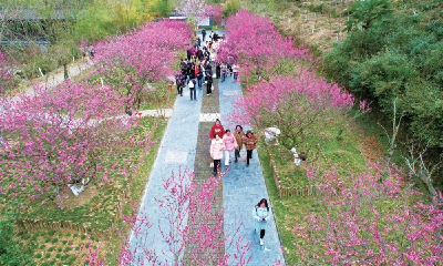 山水车城 宜居十堰 | 梅花盛开迎客来