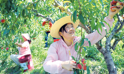 桃子喜丰收 果农采摘忙