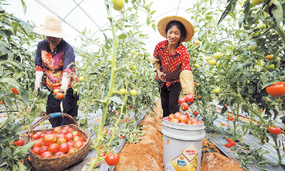 建好菜园子 拎稳“菜篮子”