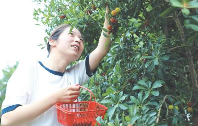 龙山杨梅熟了