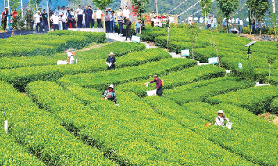 机械采茶 提速增效