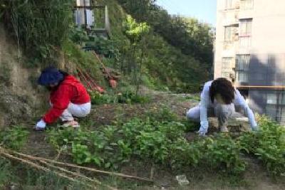 我在社区蹲点的日子⑰|小区铲菜还绿，美化居住环境