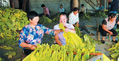 订单种烟叶 增收有保障