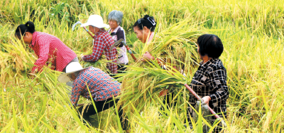 稻香四溢 田园欢歌——郧阳区安阳镇丰收节里好“丰景”