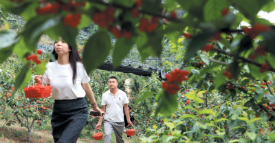 樱桃红满枝 游客采摘乐