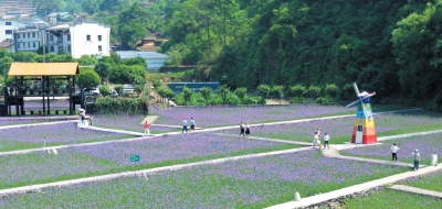 山水车城 醉美十堰 | 浪漫乡野 梦幻花海