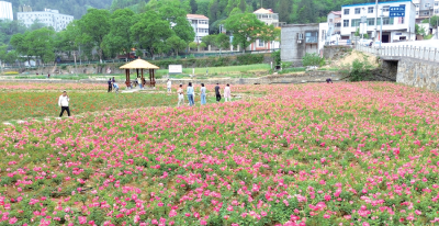 花开十堰·一朵花带火一个村⑧| 梁家沟村：月季花开春满园