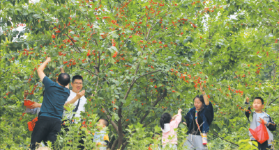 樱红染醉山村 茶韵香飘小镇