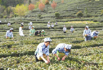 省媒聚焦：十堰茶产业冲刺百亿元年产值