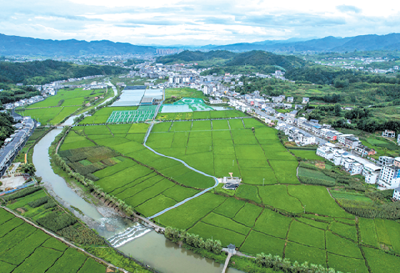 沃野绿意浓 乡村景色新