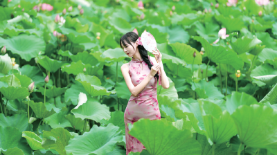 荷韵十堰 镜中芳华