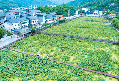 花开十堰·一朵花带火一个村⑩ | 回龙村：映日荷花别样红