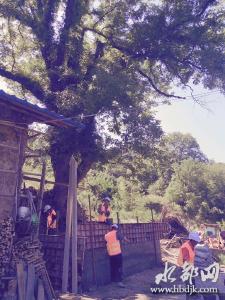 丹江口国家森林公园为古树名木撑起“保护伞” 擦亮绿色名片