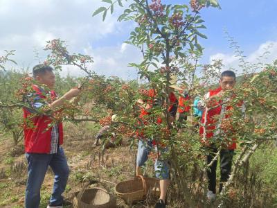 大沟林区：志愿服务  助农摘椒