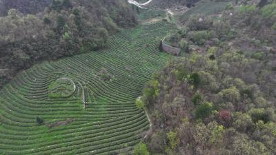 盐池河镇武当口村：万亩高山茶进入采摘季