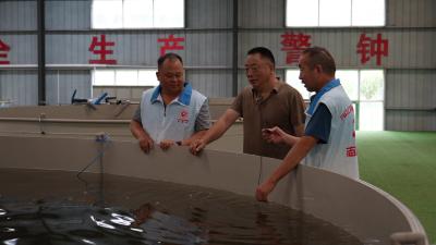 湖北丹江口：给鱼池装上“空调”  助力设施渔业破解高温养殖难题