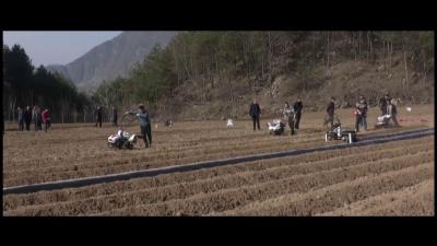 湖北郧西：春意盎然 朝气蓬勃
