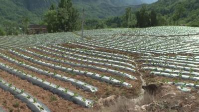 郧西：抢抓节令完成烟叶移栽