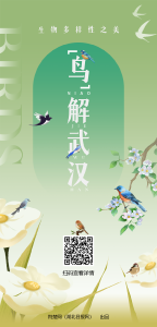 生物多样性之美 | “鸟”解武汉