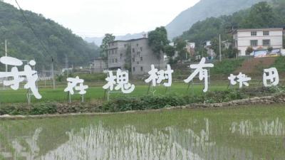 十堰郧西：机插秧侧深施肥拉开全县夏种大幕