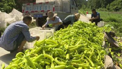 十堰郧西：产量达10万公斤！土门镇上坪村黄皮椒喜获丰收
