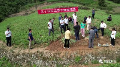 店子镇板蓝根喜获丰收