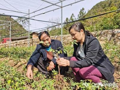 三官洞林区借“智”助农护连翘