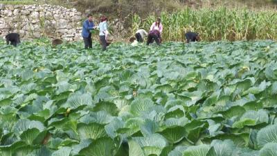 十堰郧西：年产值1600万元！湖北口坎子山包菜喜获丰收