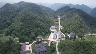 十堰郧西：产值3000万元！三官洞林区林下药材喜获丰收