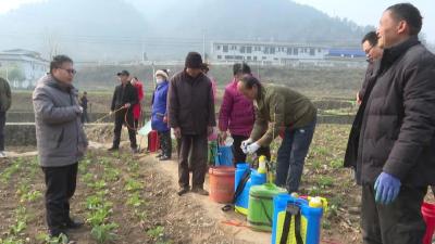 我县9.6万亩油菜冬管忙