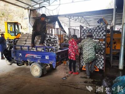 实现增收800余万元！关防乡“小菌棒”种出“大希望”