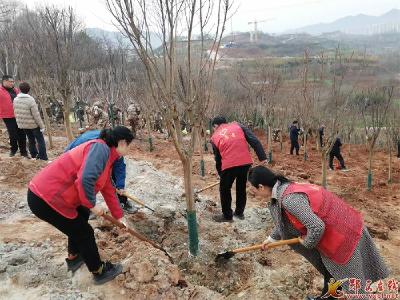 十堰郧西：又是一年春意浓 植树添绿正当时