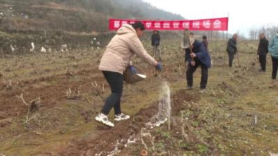 县农业农村局“田间课堂”助力桑园管理