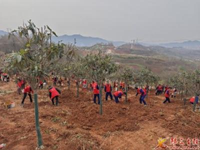 团县委：同植青年林 共护汉江水