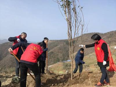 已完成2.6万亩！我县掀起植树造林热潮