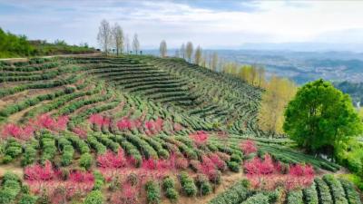 “八个一”认种！国寿和神雾岭茶场开辟种茶新模式
