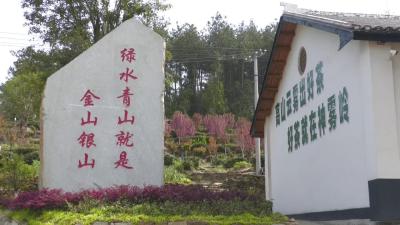 神雾岭茶场：满园茶飘香 春茶采摘忙
