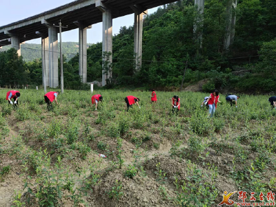 县委编办：开展劳动实践 助力乡村振兴