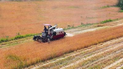 十堰郧西：启用首台移动粮食烘干机助力夏粮满仓