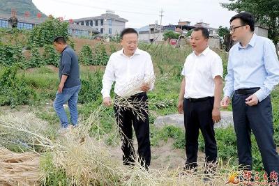 查宏：抓好夏收夏种夏管工作 确保应收尽收颗粒归仓