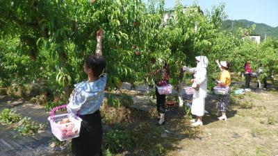 十堰郧西：大泥河桃子抢“鲜”上市